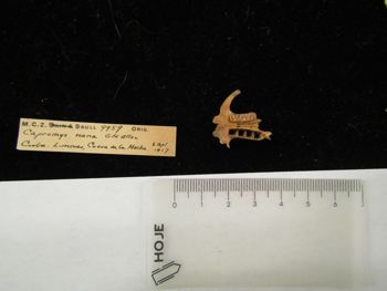 Media type: image;   Mammalogy BOM-9959 Description: Image of skeleton specimen - ventral skull view. Detailed image of the skull of the skeleton specimen.;